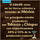 Producción cacao en Mexico